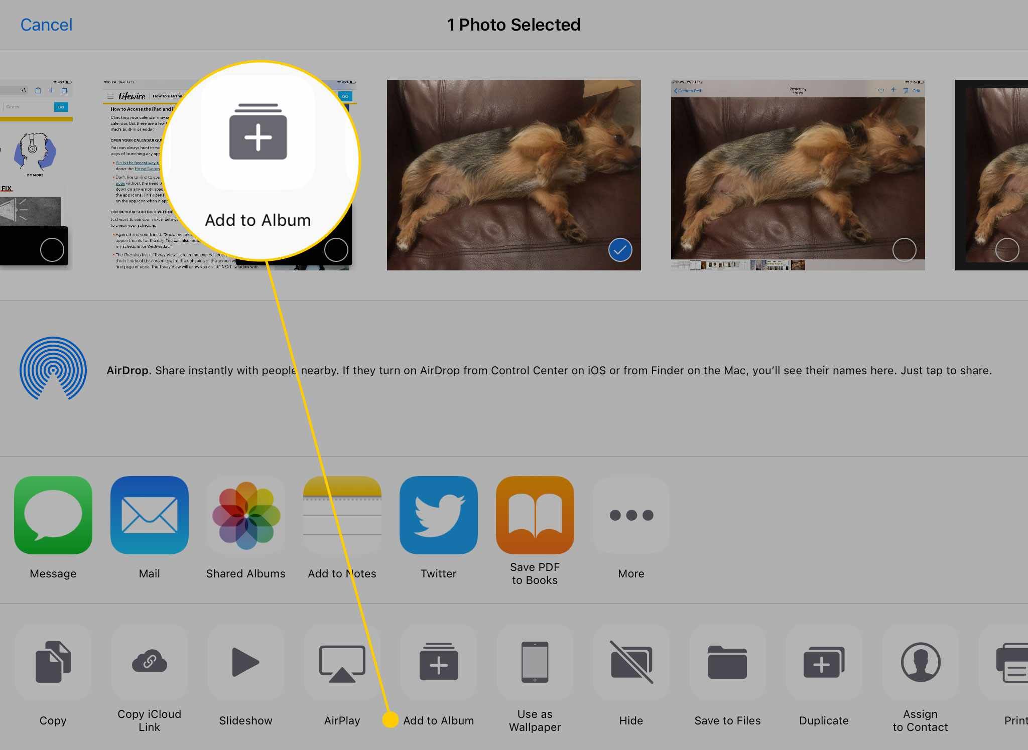 Меню «Поделиться» в «Фото» на iPad с выделенной кнопкой «Добавить в альбом»