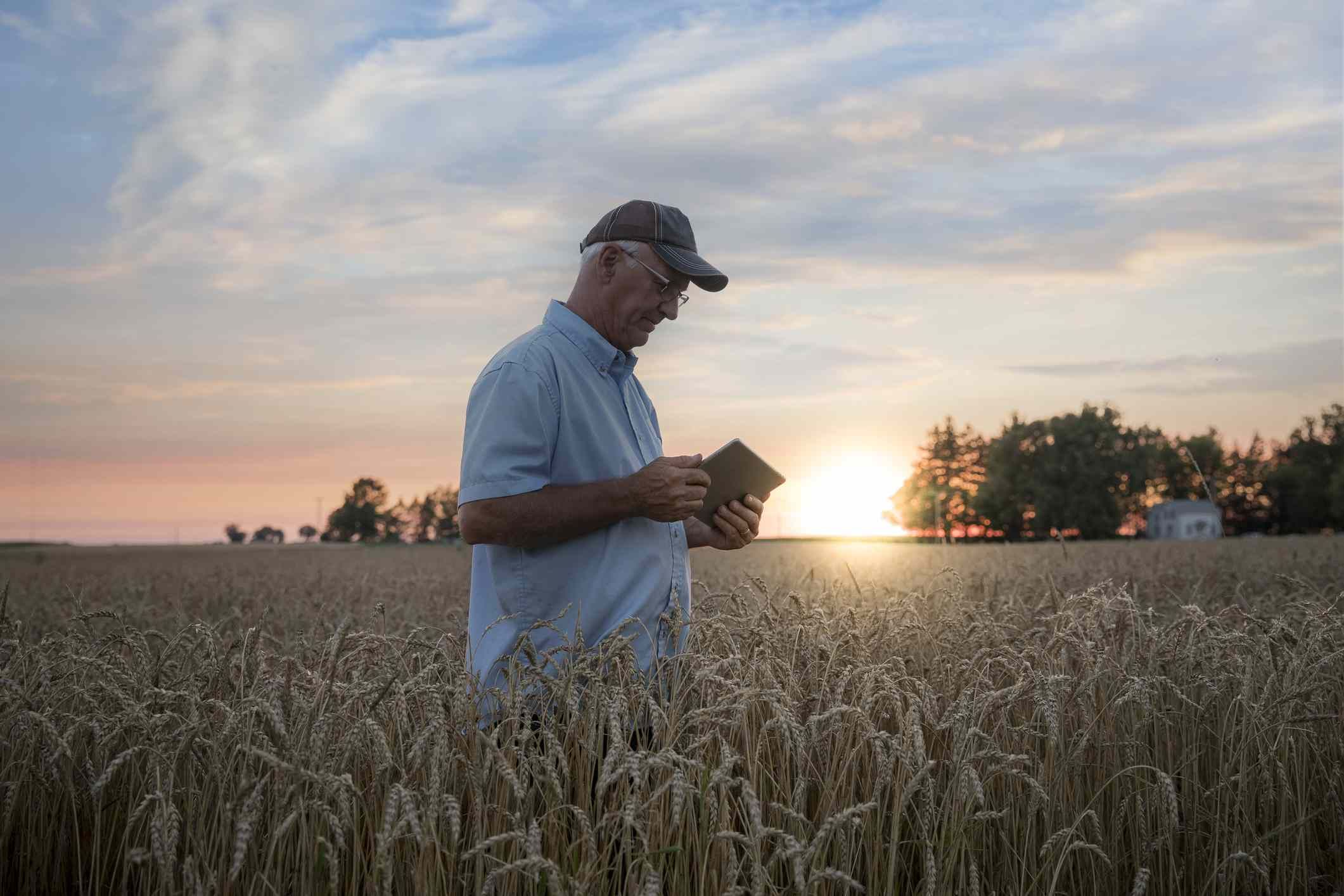 Фермер с помощью мобильного устройства на пшеничном поле