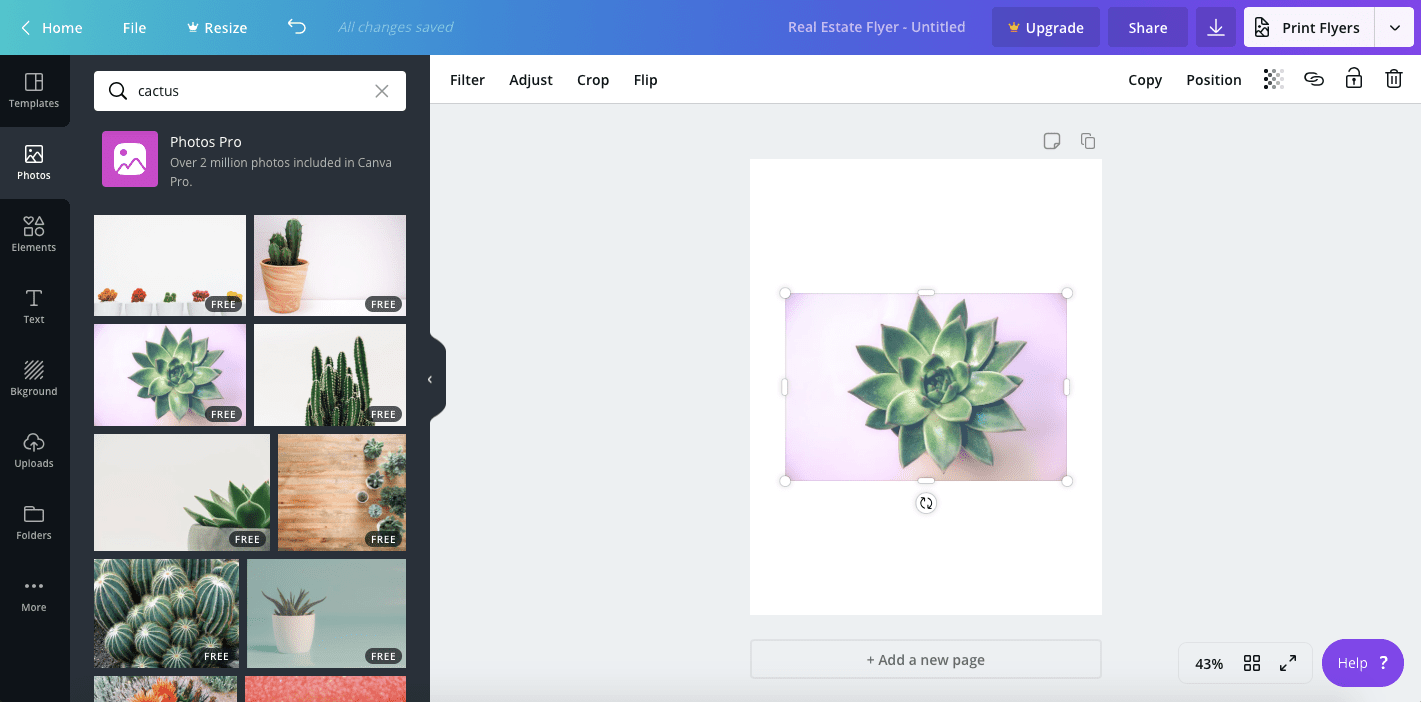 Изображение кактуса размещено в дизайне с использованием Canva's image library