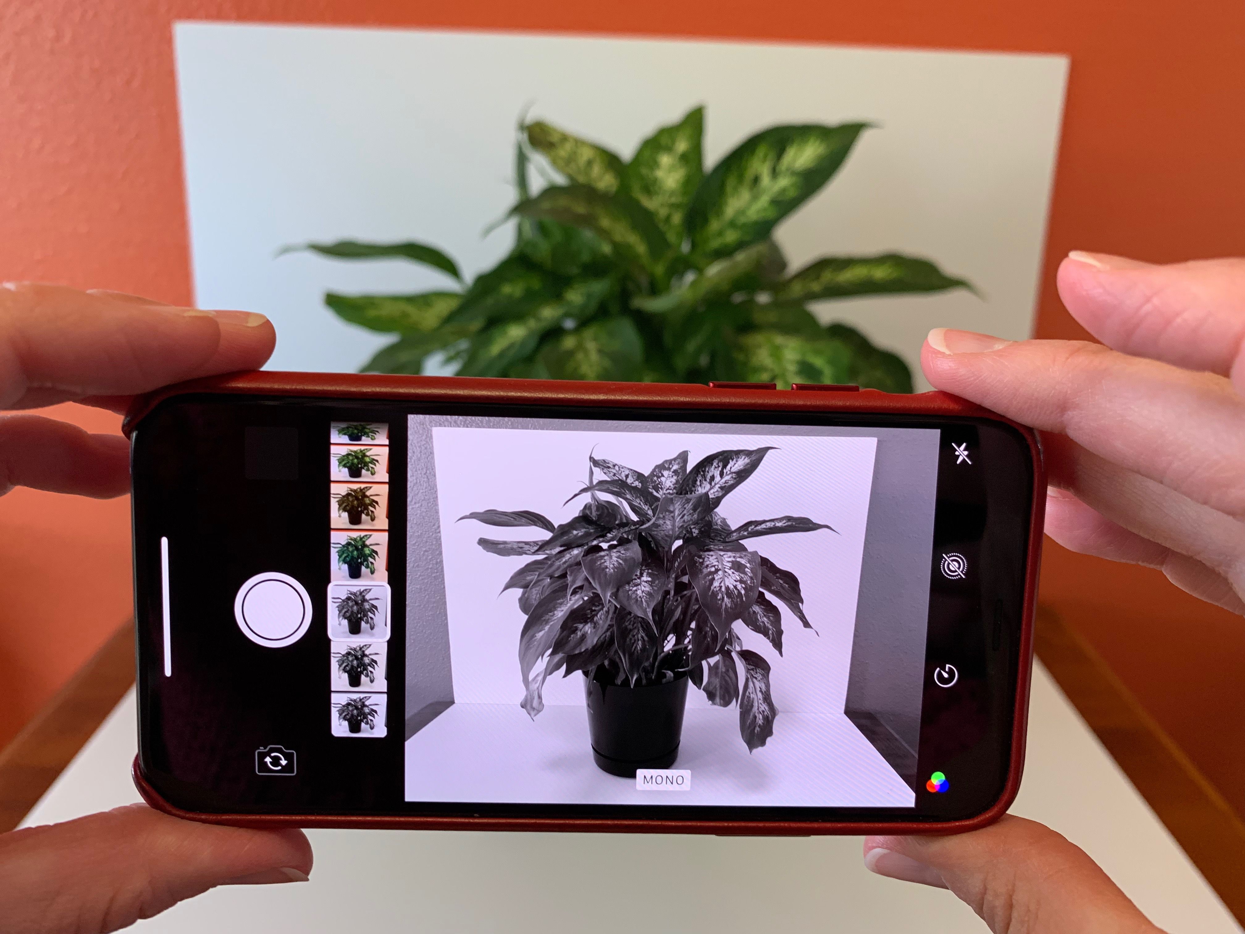 Фотография iPhone с активным фильтром MONO, показывает тему растения в разных оттенках от белого до черного