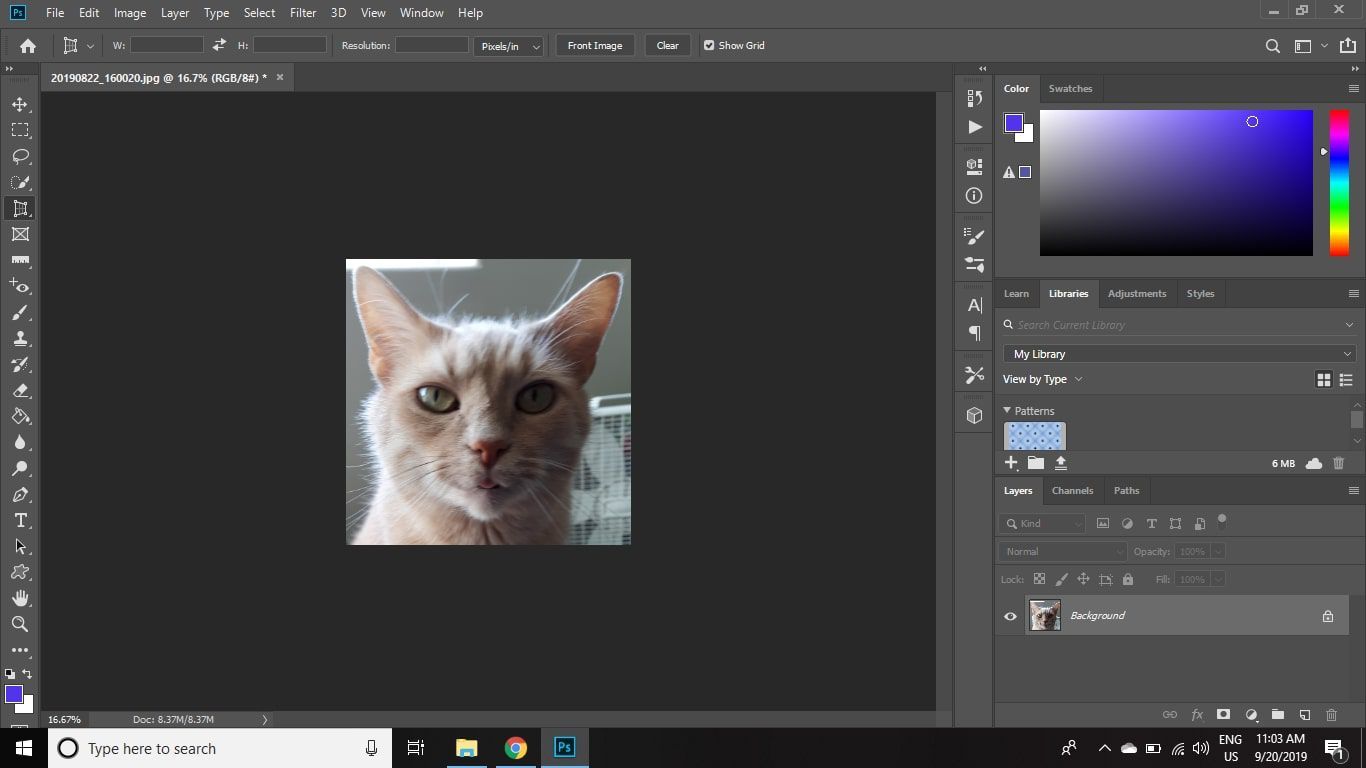 Изображение кота с перекошенной перспективой в Photoshop CC,