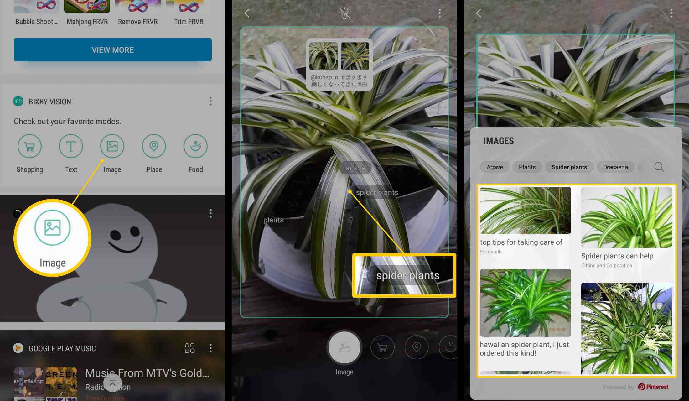 Изображение, этикетка растения паука, веб-страница на Samsung Bixby