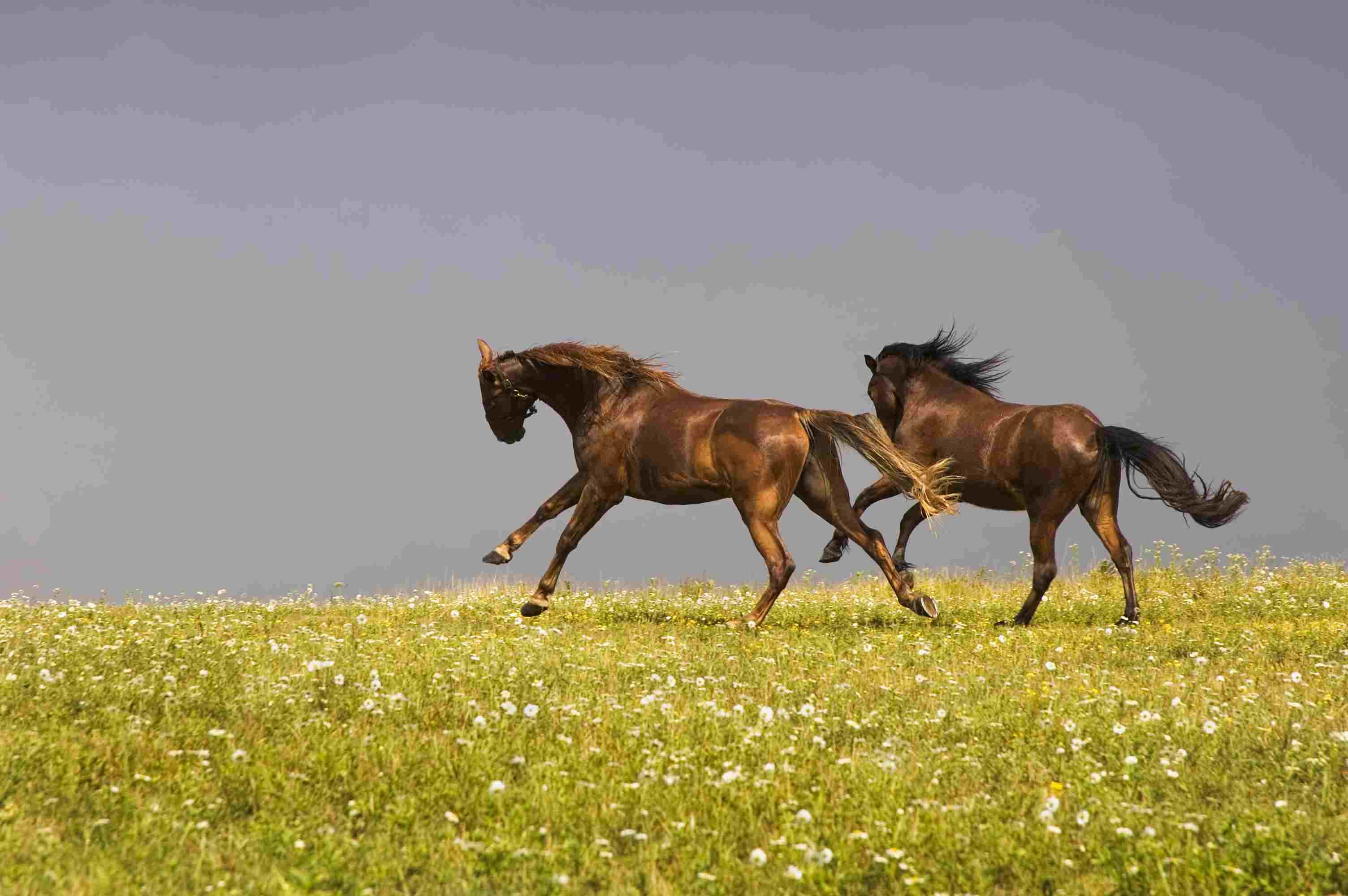 Лошади бегут с духом в открытом поле, играют