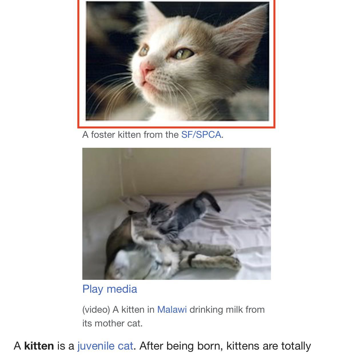 Снимок экрана iPhone с изображением котенка из Википедии с выделенным изображением.
