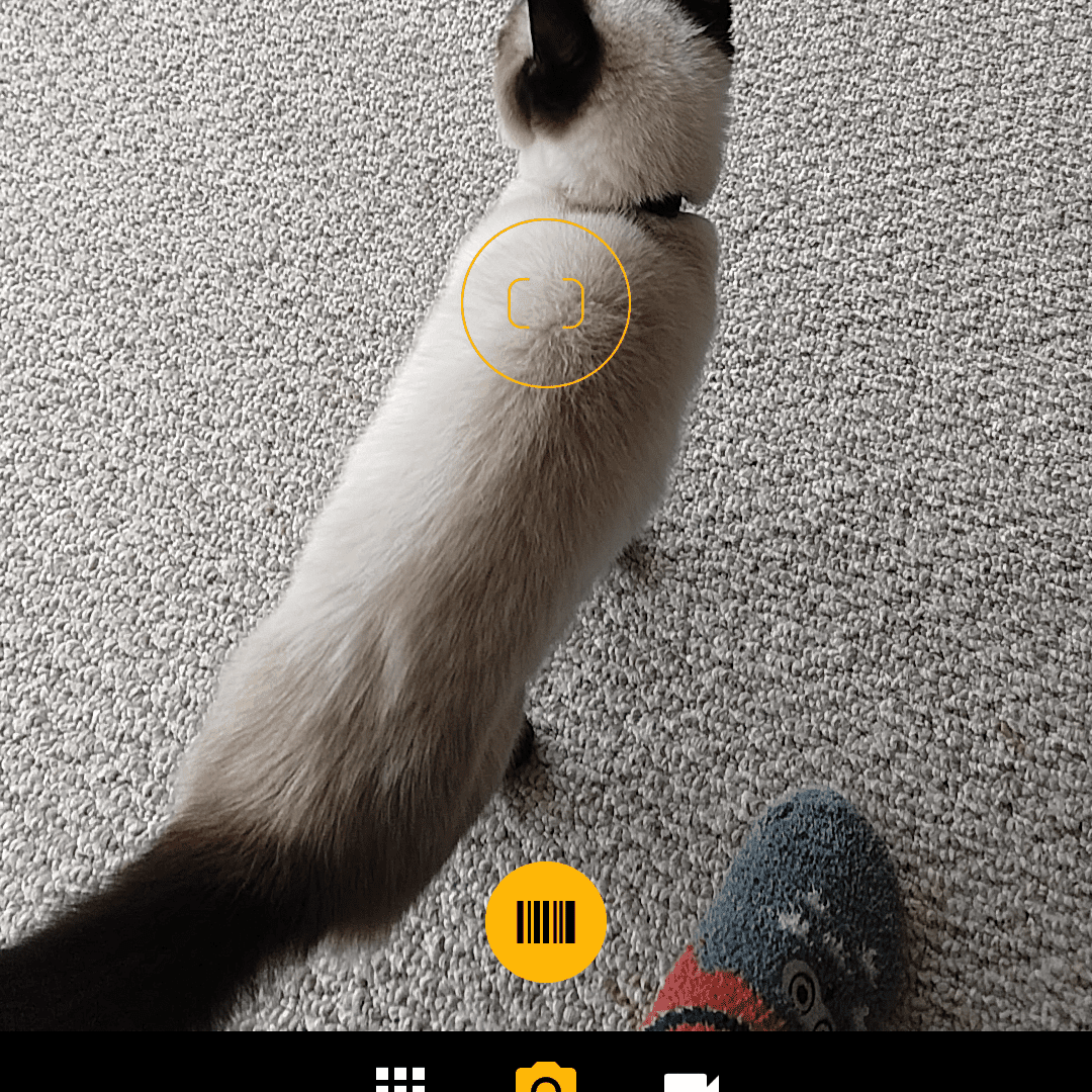 Кто-то записывает кошку, стоящую на ковре, с помощью приложения Moto Camera.